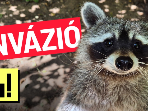 Nem leszünk mosómedvegyarmat