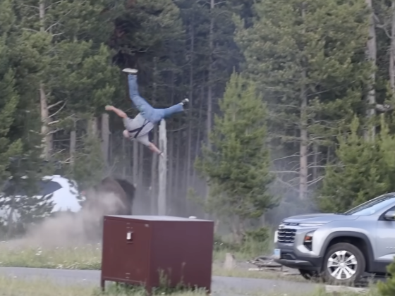 Hatalmas bölénybika dobott a levegőbe és sebesített meg egy turistát a Yellowstone Nemzeti Parkban