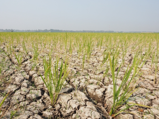 Globális árrobbanással, társadalmi és politikai instabilitással fenyeget az idei „szuper” El Niño