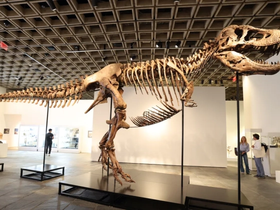 Rekordáron kelt el a T. rex-csontváz, a tudósok kongatják a vészharangokat