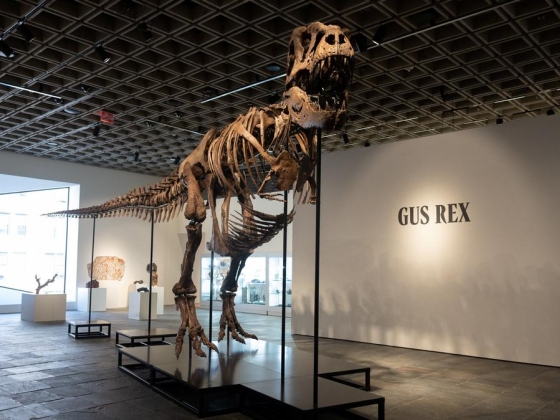 A T. rex „Gus” rekordáron, 50,1 millió dollárért kelt el