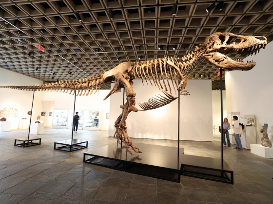 Rekordösszegért kelt el a világ egyik legteljesebb Tyrannosaurus rex példánya
