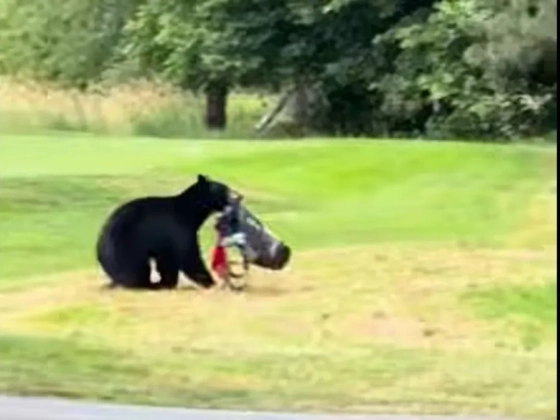 Medve lopta el egy golfozó ütőit, a pálya szélén egy másik medve várta – videó