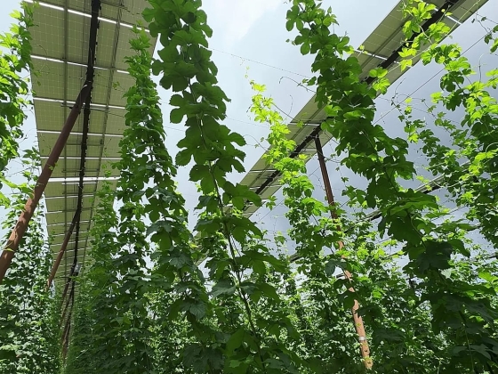 Can agri-PV save Bavaria's hop gardens? 'Solar hats' help fight climate crisis