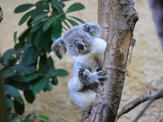 Lefagyasztják a koalák petesejtjeit és spermiumait a kutatók, hogy a fajt megmentsék a kihalástól
