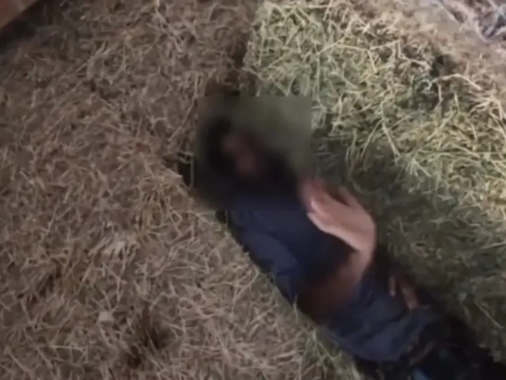 Szénakazalban bújt el az erőszaktevő, trükkös módon találták meg – videó
