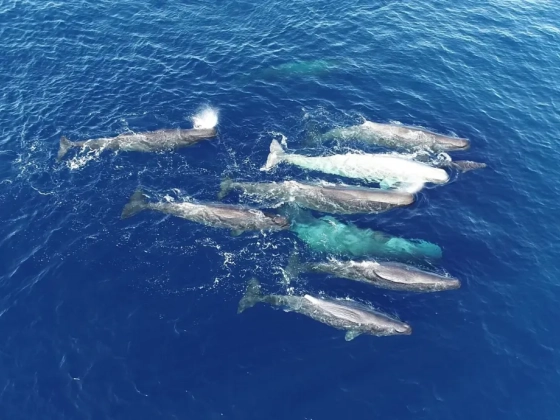 A vagány, fiatalos kelet-mediterrán ámbráscetek saját, pörgős tájszólással váltak le a nyugati rokonaikról
