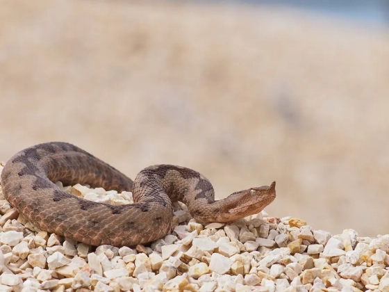 Kígyók Horvátországban – Mit tegyél, ha támad a homoki vipera?