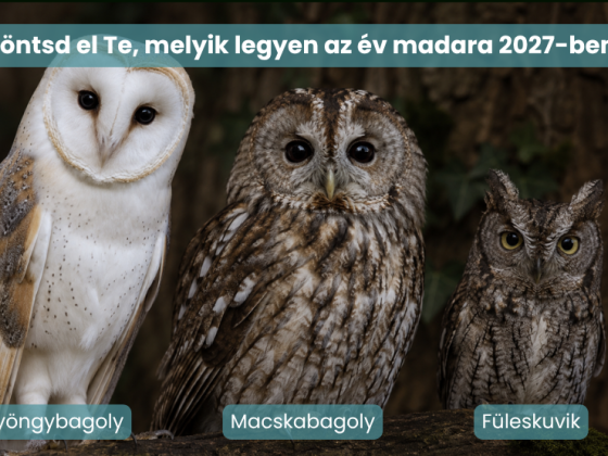 Kiélezett verseny alakult ki a 2027-es év madara címéért, a végső győztes csak rajtad múlik!