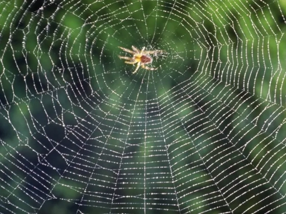 Rossz hír az arachnofóbiásoknak: a kutatók megtalálták a világ leggyorsabb pókját
