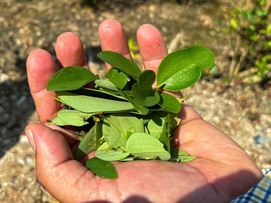Ez a gazda ki akart lépni a kokainiparból – nem tudott