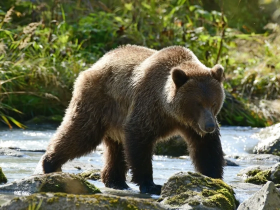 Hatalmas grizzly állta el a túrázók útját, így menekültek meg – videó