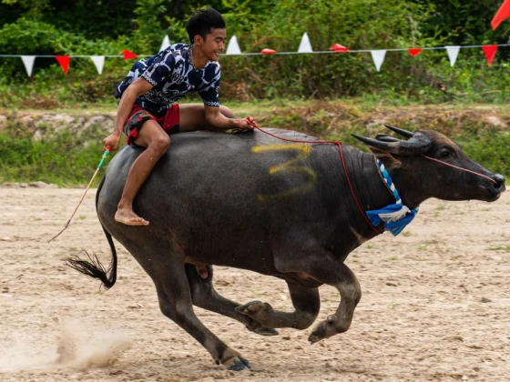Őrült bivalyverseny Thaiföldön