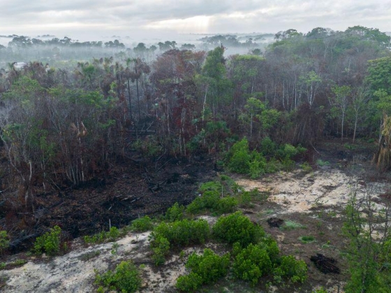 Brazília Amazonasán 2025-ben meredeken csökken a leégett terület nagysága