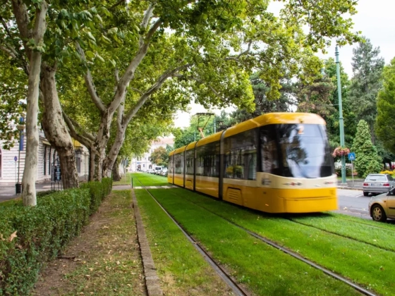 Gyorsabban pusztulnak a szegedi fák, mint ahogy pótolni lehet őket