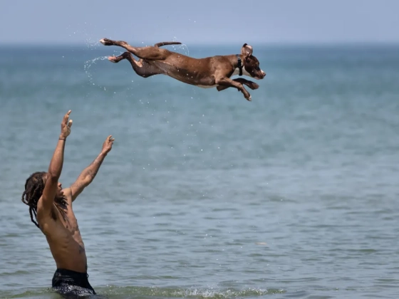 Megszűnik a keszthelyi kutyás strand