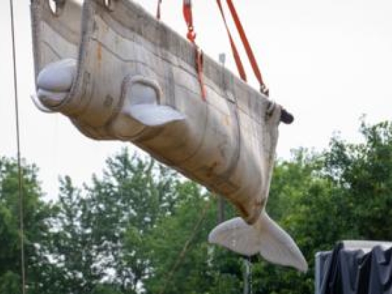 Nézze meg: Beluga bálnákat a bezárt kanadai tengeri parkból új otthonra helyezték az Egyesült Államokban