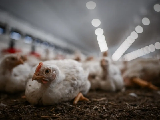 A nagyüzemi állattartás hozza magával a járványokat, az antibiotikum-rezisztenciát és a kezelhetetlen mennyiségű trágyát