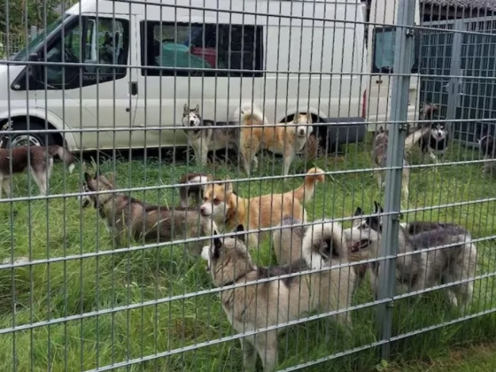 Rutinellenőrzés buktatta le a sofőrt – 19 husky kutyát szállítottak egy furgonban