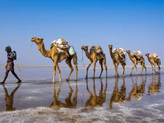 Még a tevék sem tudnak megbirkózni: Afrika sivatagi hajóit sújtja az emelkedő hőmérséklet