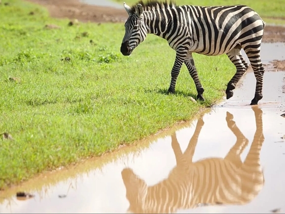 Tanzánia a Serengeti golfpályával formálja át a turizmust a vadon élő állatok közepette