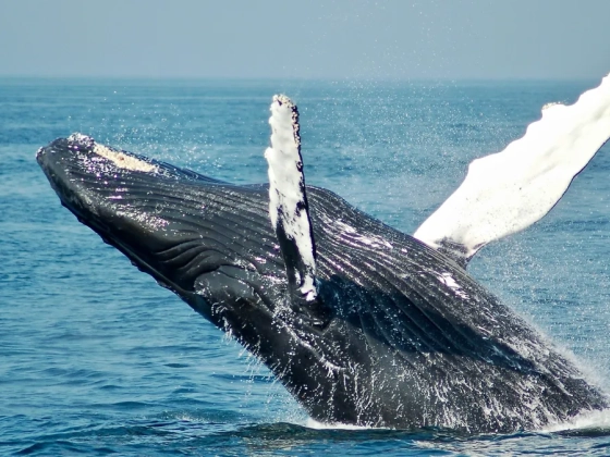 A kardszárnyú delfin meghökkentő viselkedését vették videóra