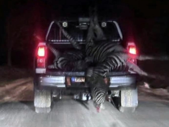Gajdos László a Zebra-ügyről: Nem tudjuk, szegény Tihamér honnan származik