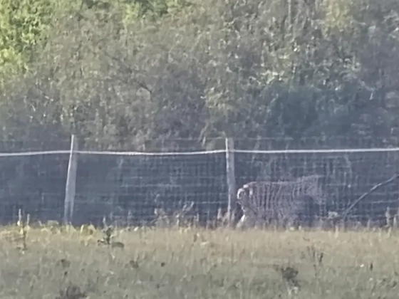 Új részletek a hatvanpusztai zebrabotrányban: illegális tartás, szökött állatok, disznógödörbe dobott tetemek