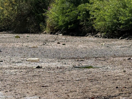 Olyan undorító trutymó lepte el a Fekete-Köröst, hogy általános horgászati és halászati tilalmat rendeltek el