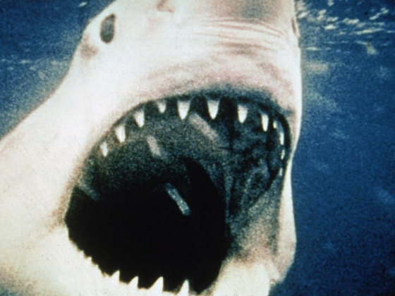 10 Shark Movies That Will Keep You On Edge