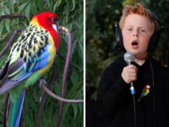 Keleti Rosellas! - Ismerje meg a hétévest a vírusdal mögött