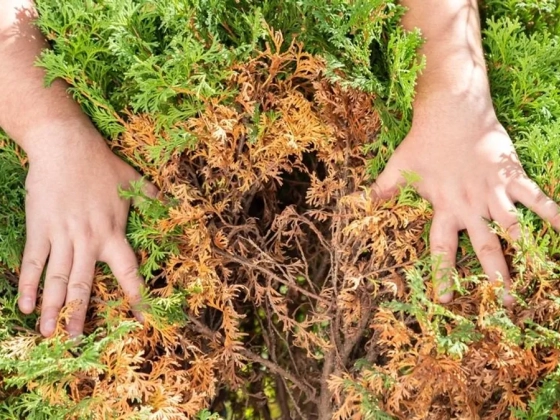 Ne vágd ki a barnuló tuját – így mentheted meg a kertész szerint