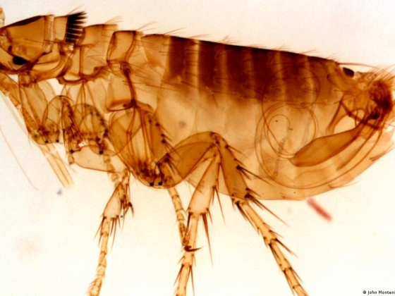 A pestis ma is olyan halálos, mint a középkorban