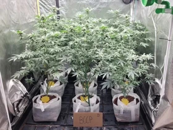Jelentősen növeli a kannabisz terméshozamát egy kaliforniai fejlesztésű akusztikai termesztési módszer