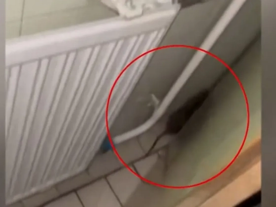 Patkányt videóztak a szombathelyi kórházban