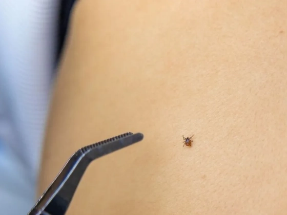 Figyelmeztetést adott ki a Nébih – súlyos betegségeket terjeszthetnek ezek az élősködők