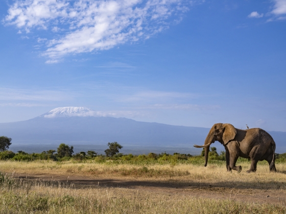 Mérgezés miatt pusztulhatott el 15 elefánt egy kenyai nemzeti parkban