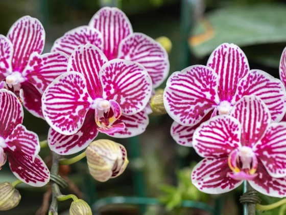 Ez az egy trükk elég, hogy ismét virágba boruljon az orchidea