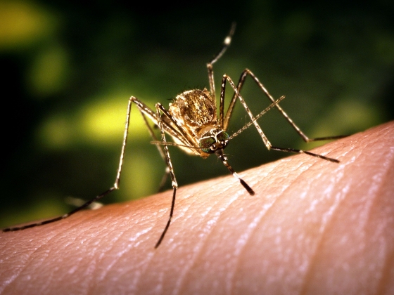 Északra tolódik a chikungunya-láz, Közép-Európa az egyik legveszélyeztetettebb régió