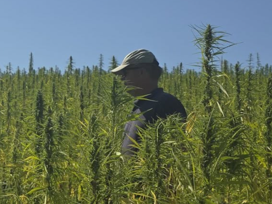 Végre kinyílt az agrárminisztérium nyúlpiros szeme, megmutatták, melyik aszálytűrő növény lehet a magyar mezőgazdaság útja