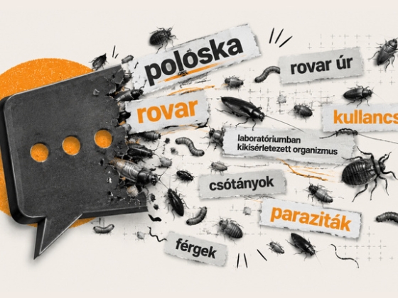 Minden, amit tudni akar a rovarozásról, de sosem merte megkérdezni