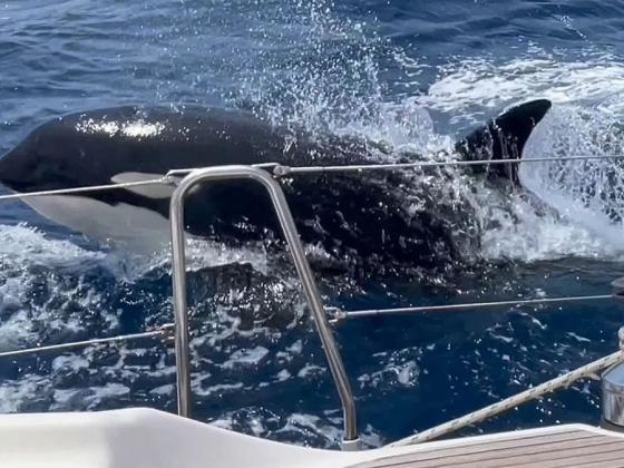 Kardszárnyú delfinek támadtak rá egy jachtra a spanyol partoknál