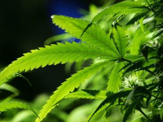 Alig van magyar, aki ne támogatná az orvosi kannabisz bevezetését