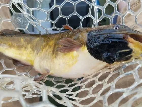Fertőző rák terjed a harcsák között
