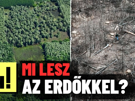 Botrányos esetek a természetvédelemben: a nemzeti park közepén is kivágták az értékes fákat