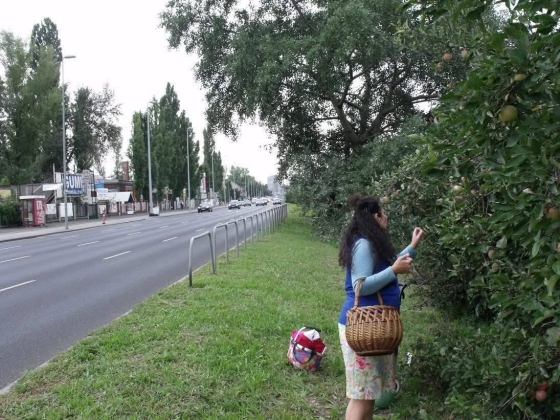 A boltban ezreseket fizetünk érte, közben a földön mázsaszám hever - Rengeteg gyümölcsfa várja, hogy leszedjék a termését, de megtehetjük-e?