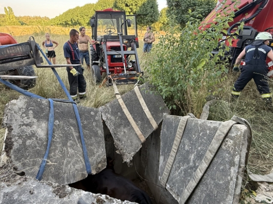 Négy méter mély aknába esett két ló Lothárdon, tűzoltók emelték ki őket