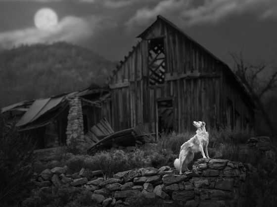 Gravitációt meghazudtoló kutyák és kotló szarvasmarhák: Ismerje meg az International Pet Photography Awards nyerteseit