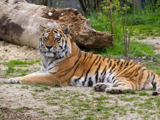 Fejénél ragadta meg az alvó nőt a tigris, majd 300 méteren át vonszolta