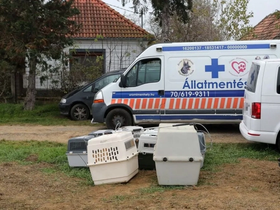 Patkányok leptek el egy magyar falut – videó